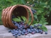image of Food Additive - Blueberry Powder
