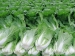 Cabbage,Chinese cabbage,Fresh cabbage,