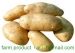 potato,fresh potato,Chinese potato supplier