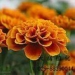 Lutein(Marigold Extract)5%-90%! - Result of Egg Beater