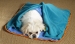 dog mat/pet mats/dog cushion/pet cushions - Result of novelty dog tag