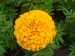 marigold extract - Result of Blueberry