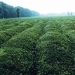 Green Tea Extract - Result of Propyl Gallate