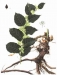 Macleaya cordata Extract - Result of Lagerstroemia speciosa 