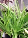 aloevera product in india - Result of dairy