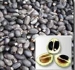 Jatropha Seeds Offered - Result of Jatropha