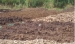 vermi compost in india - Result of Jatropha