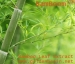 Bamboo Leaf Extract - Result of hair