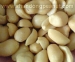 Fried peanuts - Spanish type - Result of Peanut Kernel