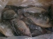 Whole Round Tilapia - Result of Frog meat
