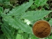 image of Herb Medicine - Epimedium Extract