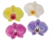 Embroidery badge-orchid / fabric heat sticker - Result of Cyanoacrylate Adhesive