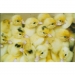 image of Animal Egg - young duck,beijing white duck,jinding duck