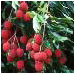 image of Subtropical Fruit - Fresh Lychee