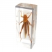 Novel bug paperweight good for craft gift - Result of Desk Clock