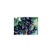 image of Health Food - Ribes Nigrum(Black currant Anthocyanin)