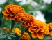 marigold extract - Result of Ginger