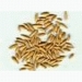 Oat extract,health care product