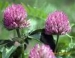 Red Clover Leaf Extract