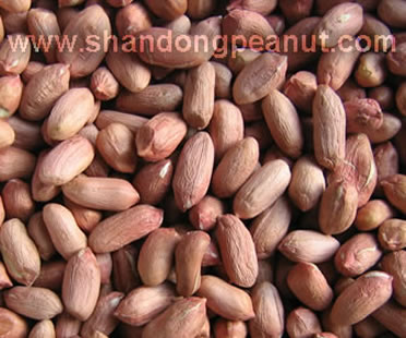 Peanut kernels - Rich Material, Good Quality,Good