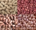 image of Other Grain - raw peanuts -Rich Material, Good Quality,Good Pric