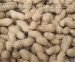 image of Other Grain - Peanuts in shell - Rich Material, Good Quality,Goo