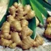image of Plant Extracts -  Ginger Root P.E.  