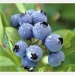 Blueberry extract - Result of Blueberry