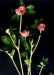 Sell Trifolium prateose L. Extract