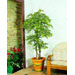 image of Novelties - Mini Ginkgo Topiary
