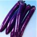 image of Fresh Vegetable - Eggplant