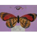 image of Clay Figurine Craft - feather butterfly