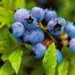 Blueberry anthocyanin (sales6 at lgberry dot com d - Result of Blueberry