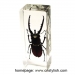 image of Crystal Craft - Insect Amber Crafts-Decoration