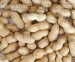 Roasted Peanut in Shell - Result of Peanut Kernel