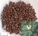 Fenugreek seed extract - Result of Antrodia Cinnamomea Cancer