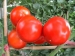 tomato setchup - Result of Vegan XO Sauce