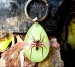 Real Insect Amber Keychains For Gift - Result of Craft Buttons