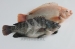 image of Frozen Food - Tilapia Fish