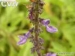 Coleus forskohlii extract10% 20% 40% - Result of elderberry 