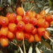 image of Plant Extracts - Seabuckthorn Flavones