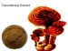 Ganoderma Extract - Result of Mesh Nebuliser