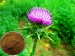 Silybum Marianum Extract - Result of Colostrum Lotion