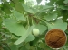 Ginkgo biloba extract - Result of tissue garland