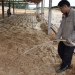 Bedding For Pigs - Result of Tea Seed Meal Fertilizer