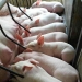 image of Bio Farming - Animal Feed Additives