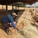 Livestock Bedding - Result of Tea Seed Meal Fertilizer